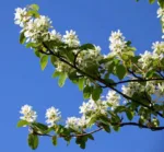 Honeywood kruška - Slika 2