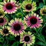 Američka slamnata magenta - Slika 2