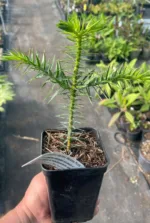 Chilenische Araucaria – Araucaria araucana – Bild 2