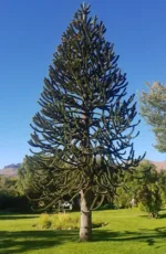 Chilenische Araucaria – Araucaria araucana