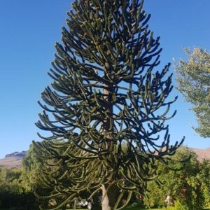 Čilska araukarija - Araucaria araucana