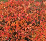 Schwarzfruchtige Aroniabeere 'Viking' – Bild 3