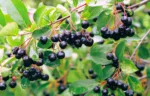 Schwarzfruchtige Aroniabeere 'Viking'