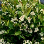 Schwarzfruchtige Aroniabeere 'Viking' – Bild 2