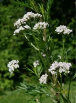 Baldrian – Bild 2