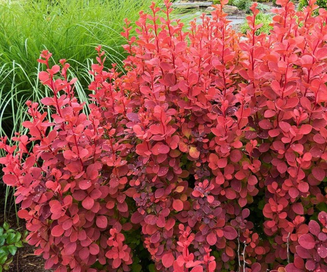 Berberis-Orange-Rocket Sveti Duh – Berberis thunbergii 'Narančasta raketa' - Slika 1