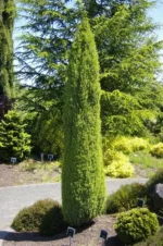 Brin Juniperus 'Compressa' – Bild 5