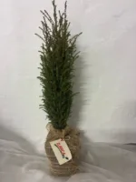 Brin Juniperus 'Compressa' – Bild 4