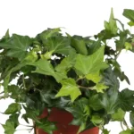Bršljan - Hedera helix Green Ripple - slika 3
