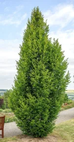 Gaber Carpinus betulus Fastigiata - Slika 3