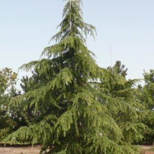 Cedra himalajska - Cedrus deodara