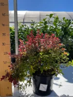Češmin - Berberis thunbergii 'Admiration' - slika 2