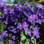 Srobot – Clematis ‘The President’
