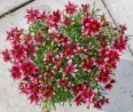 Schöne Augen – Coreopsis verticillata 'Sonnenstern-Rose'