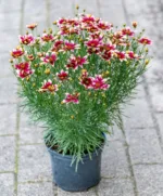 Schöne Augen – Coreopsis verticillata 'Sonnenstern-Rose' – Bild 2
