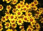 Velike lijepe oči (Coreopsis) - Slika 2