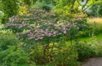 Japanski drijen: Cornus kousa 'Pévé Satomi Compact'