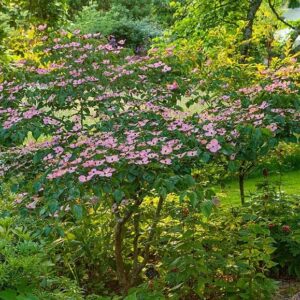 Japonski dren Cornus kousa ‘Pévé Satomi Compact’