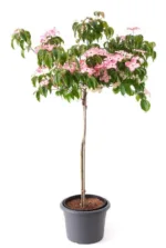 Japanski drijen: Cornus kousa 'Pévé Satomi Compact' - Slika 2