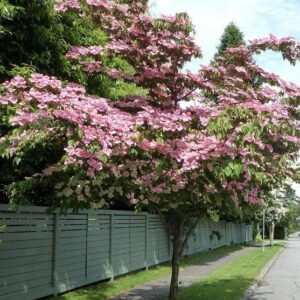 Japonski dren Cornus kousa ‘Satomi’
