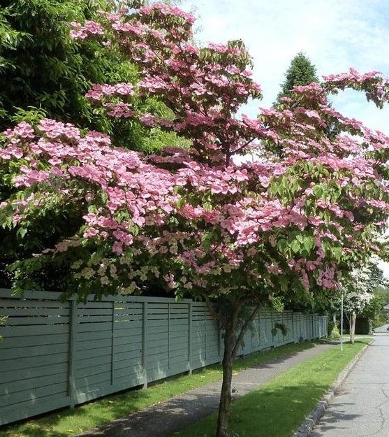 Japonski dren Cornus kousa ‘Satomi’
