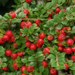 Cotoneaster-Damme, C1.5