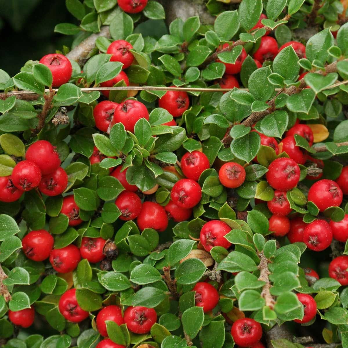 cotoneaster-dammeri Cotoneaster-Damme, C1.5 – Bild 1