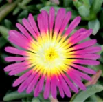 Delosperma ružičasta - Slika 2
