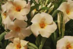 Dipladenia (Mandevilla) rosa – Bild 2