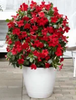 Dipladenija Velvet Red