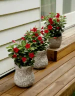 Dipladenija Velvet Red - slika 2