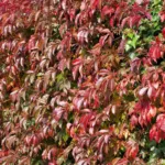 Parthenocissus tricuspidata 'Veitchii'