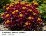 Euphorbia 'Miners Merlot' p12 - slika 4