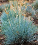 Ziergras – Festuca – Bild 2
