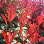 Fotinija 'Carre Rouge' 60 cm - slika 2