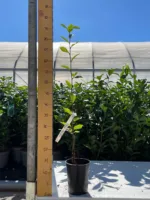 Gaber Carpinus betulus Fastigiata - Slika 2