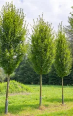 Gaber Carpinus betulus Fastigiata