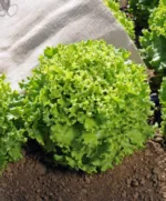 Gentile Salat (Rosette) – Bild 3