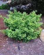 Ginkgo 'Mariken' – kugelförmig