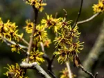 Virginski nepozebnik 'Pallida'