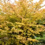 Virginski nepozebnik 'Pallida' - slika 2