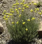 Smilje H. italicum - Slika 3