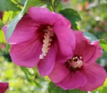Hibiskus 'Roter Teufel'