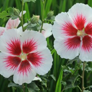 Hibiskus 'Oiseau Bleu' (Kopija) (Kopija)
