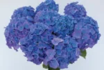 Hortenzija – Hydrangea macrophylla ‘Nikko Blue’ - Slika 2
