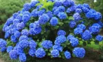 Hortenzija – Hydrangea macrophylla ‘Nikko Blue’