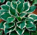Hosta Minuteman - Slika 2
