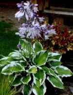 Hosta Minuteman