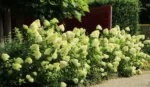 Hortenzija paniculata 'Limelight' - Slika 2