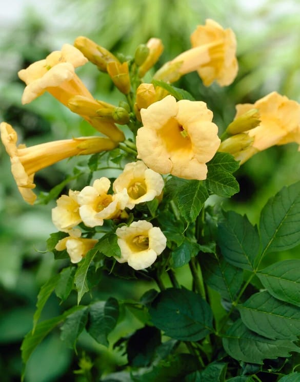 jasminova-troblja-rumena Jasminova troblja 'Golden Trumpet' - slika 1